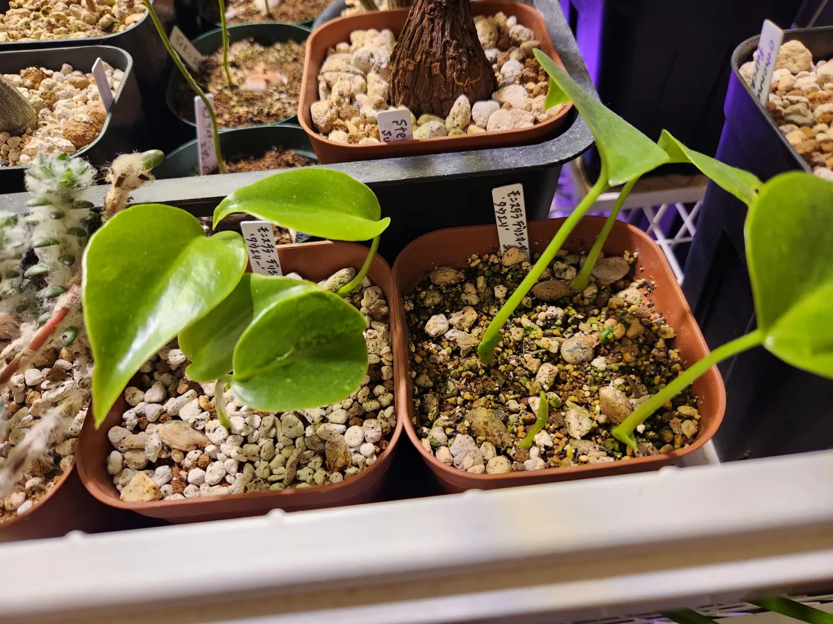 Haemanthus albiflos (ハエマンサス アルビフロス（発芽）)