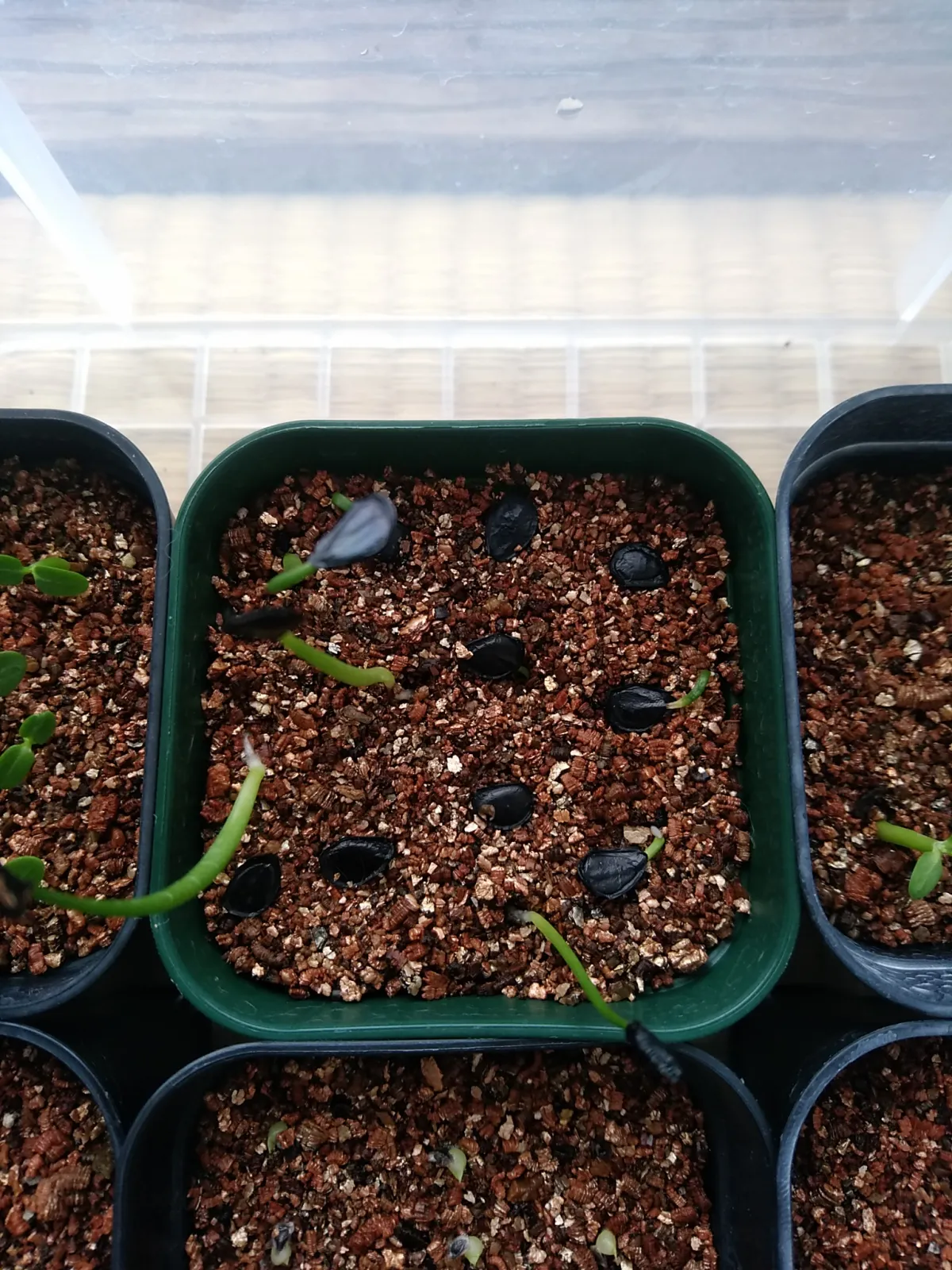 Agave americana var. franzosinii (アガベ フランゾシニー)