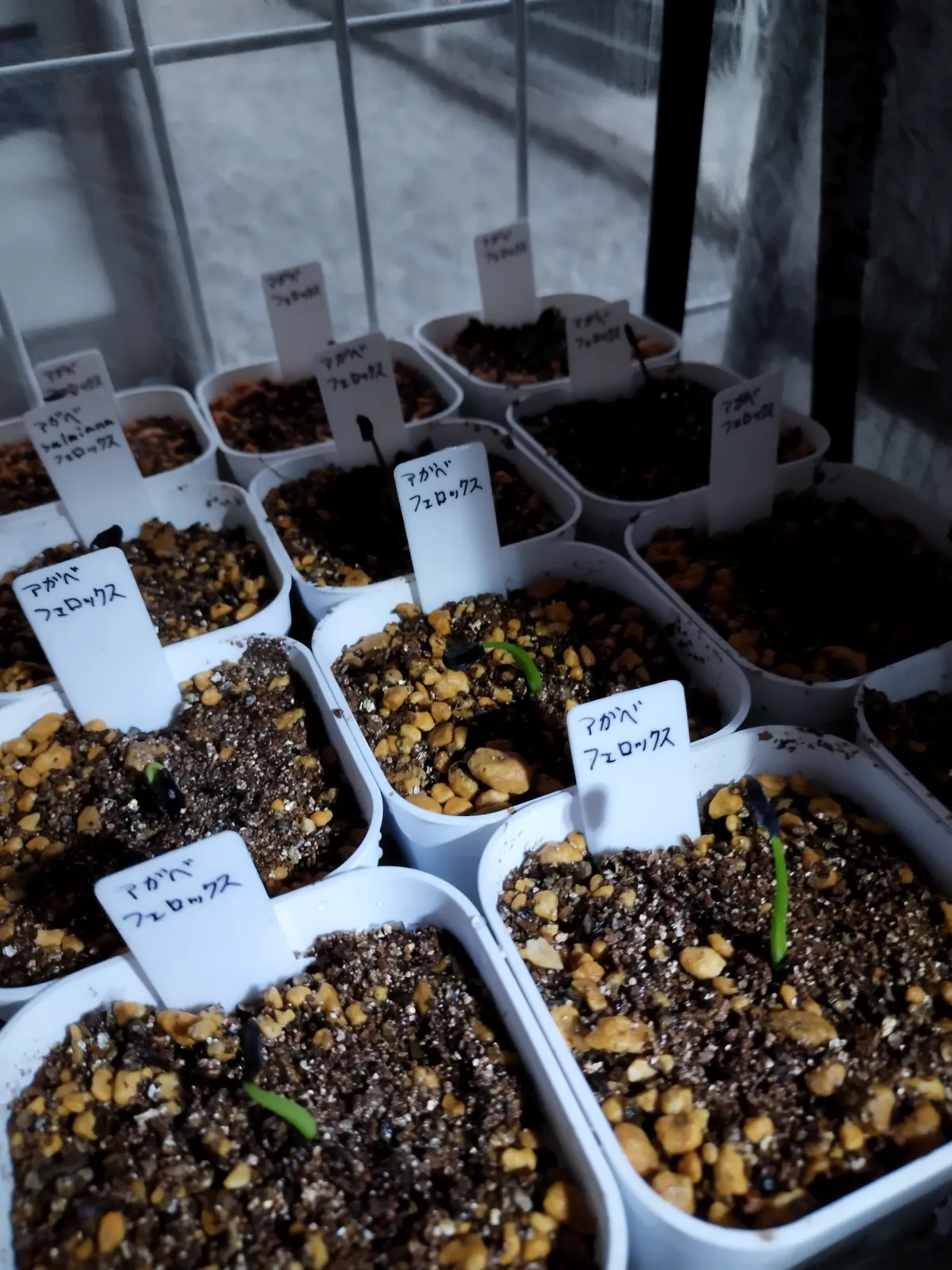 Agave salmiana var. ferox (アガベ フェロックス)