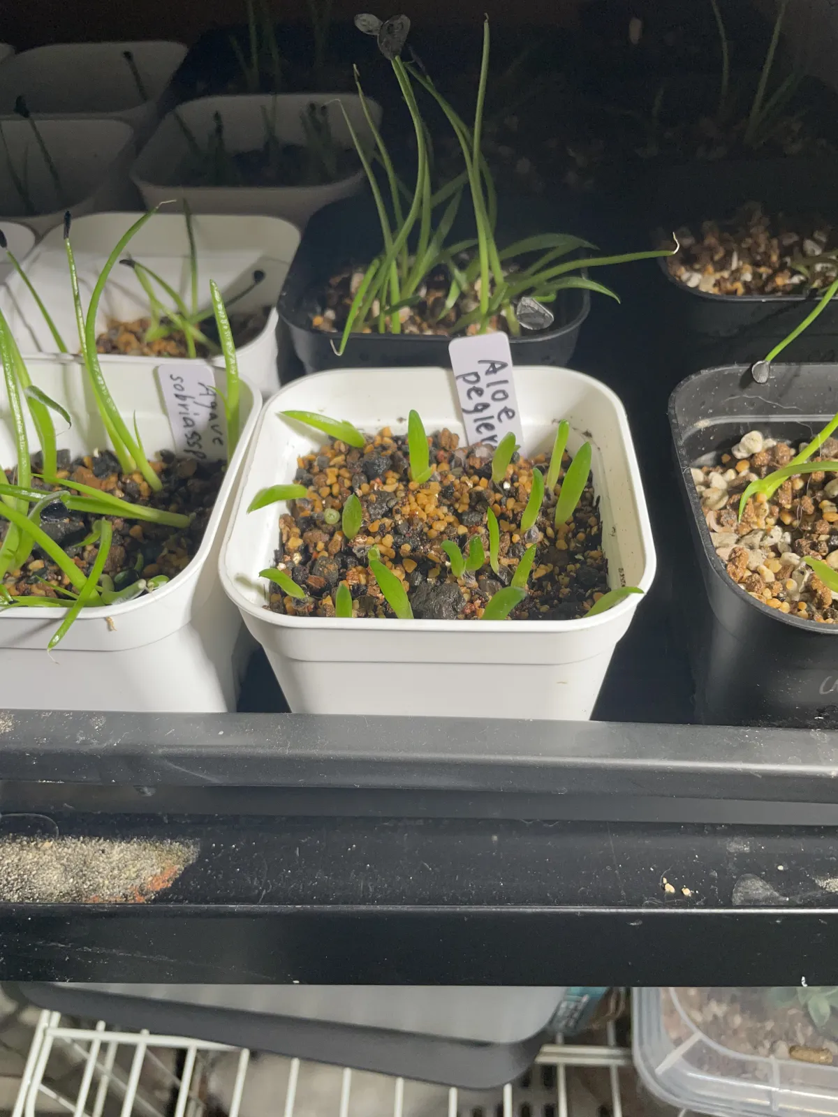 Aloe peglerae (アロエ ペグレラエ)