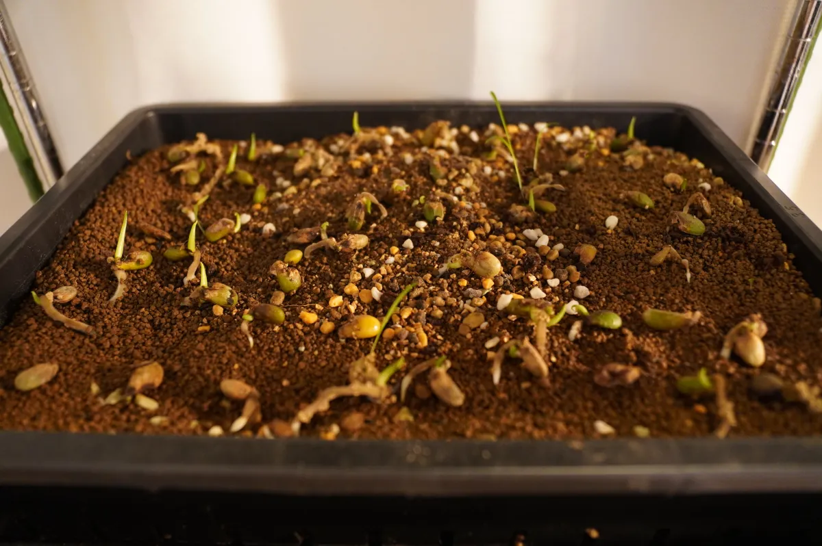 Monstera deliciosa Tauerii (モンステラ タウエリー)