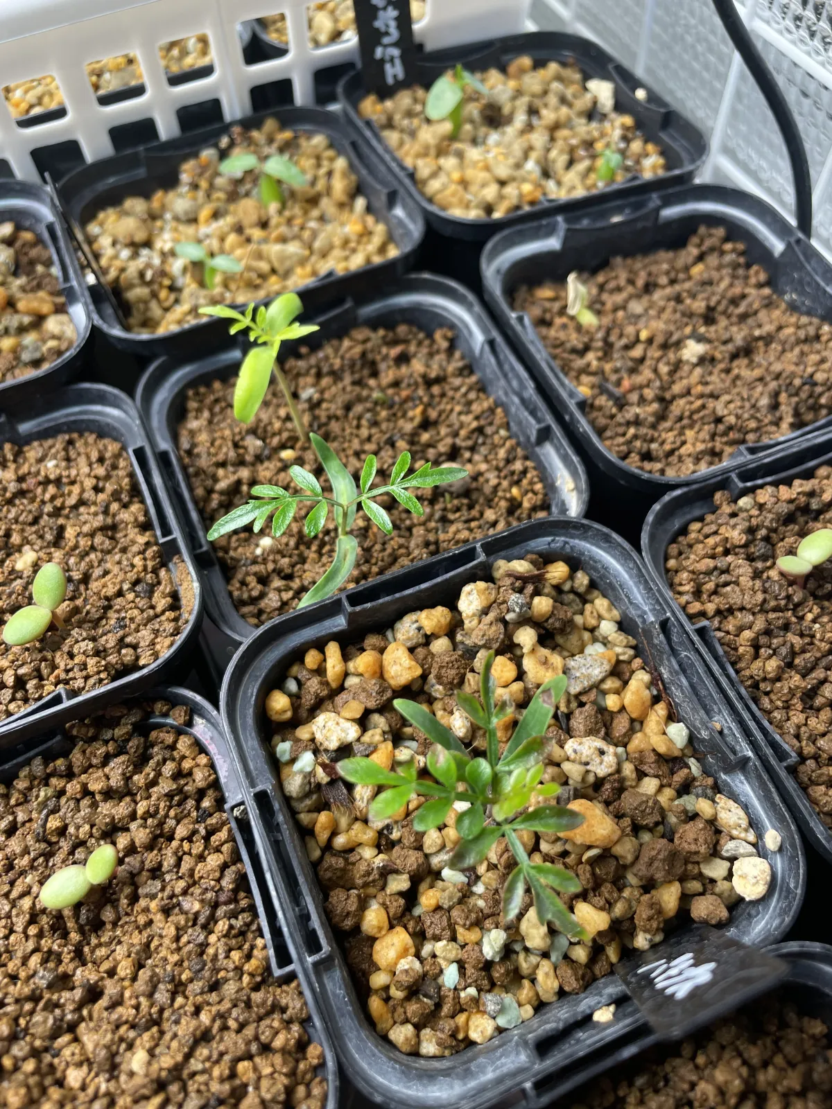 Operculicarya pachypus (オペルクリカリア パキプス)