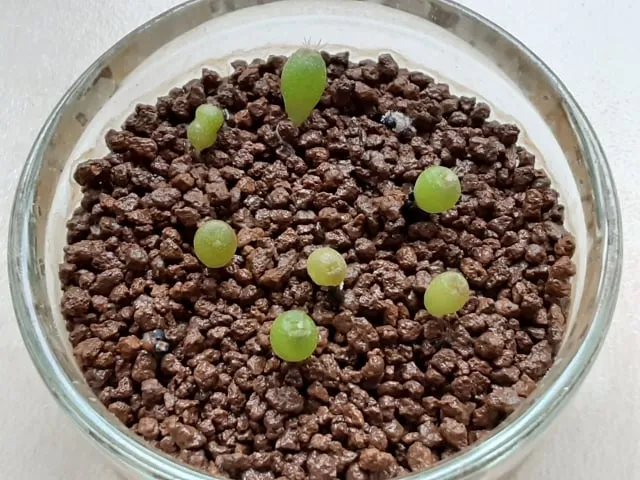 Lophophora williamsii (ロフォフォラ 鳥羽玉)
