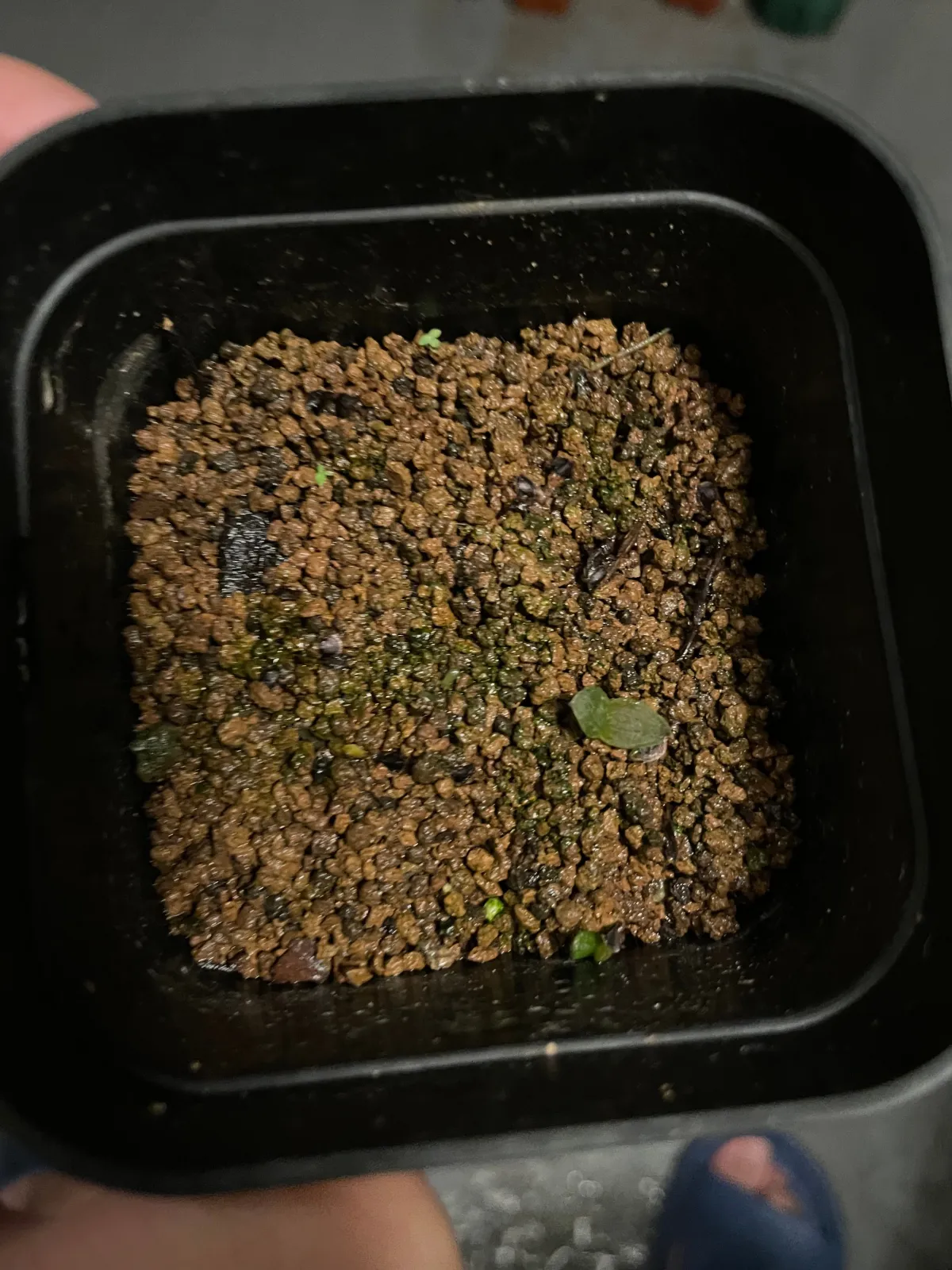 Aloe verdoorniae (アロエ ベルドーニアエ 星霞)