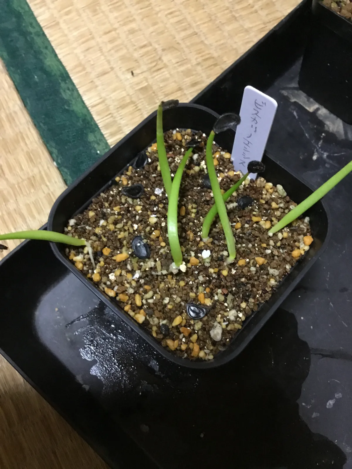 Agave vizcainoensis (アガベ ビスカイノエンシス)