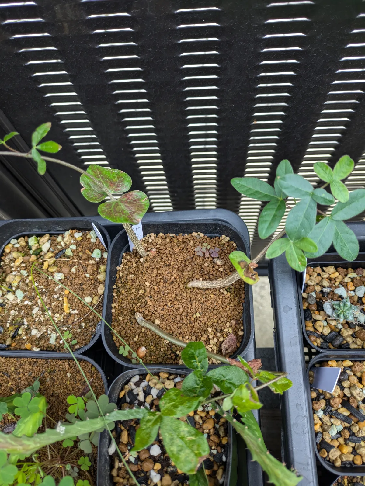 Commiphora monstruosa (コミフォラ モンストローサ)