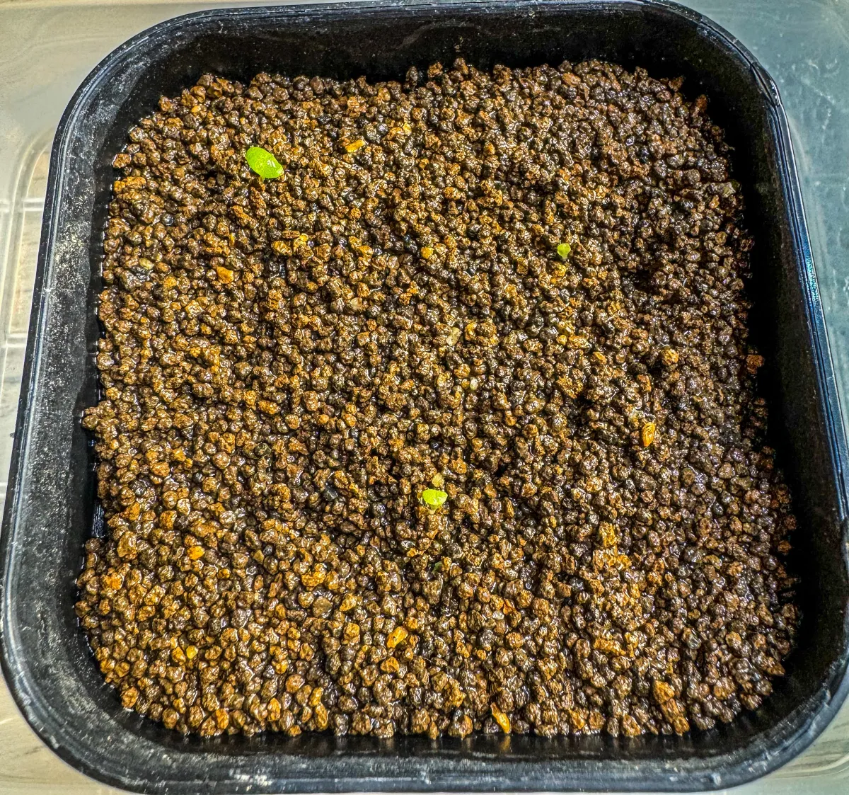 Aloinopsis schooneesii (アロイノプシス スクーネーシー)