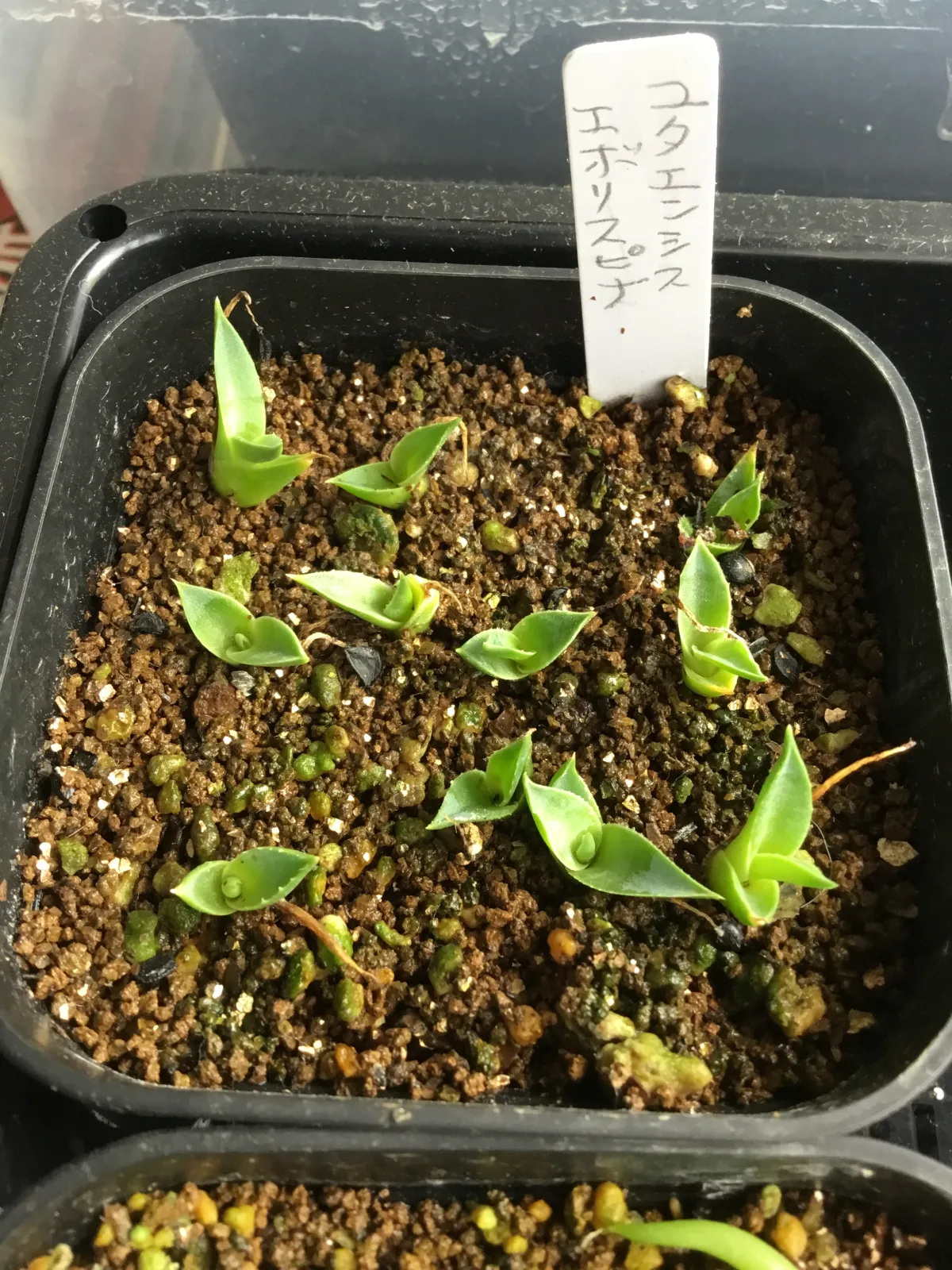 Agave utahensis var. eborispina (アガベ エボリスピナ)