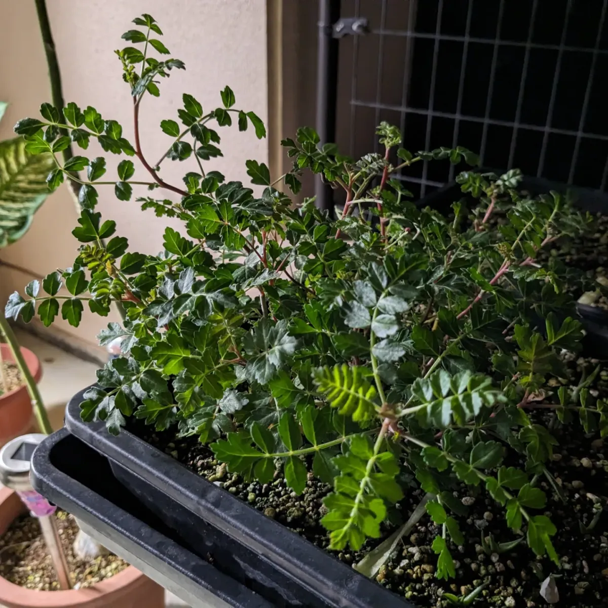 Pachycormus discolor (パキコルムス ディスカラー)