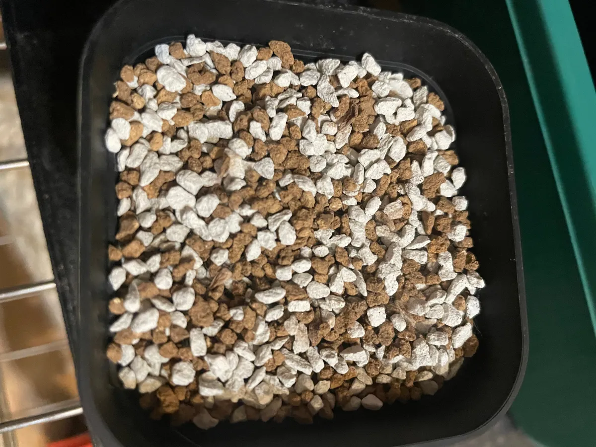 Pachypodium bispinosum (パキポディウム ビスピノーサム)