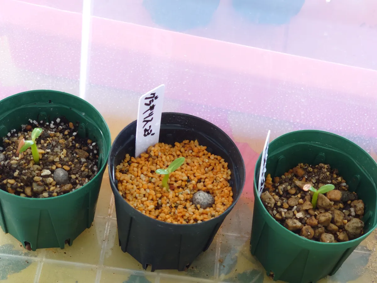 Pachypodium rosulatum var. gracilius (パキポディウム グラキリス)