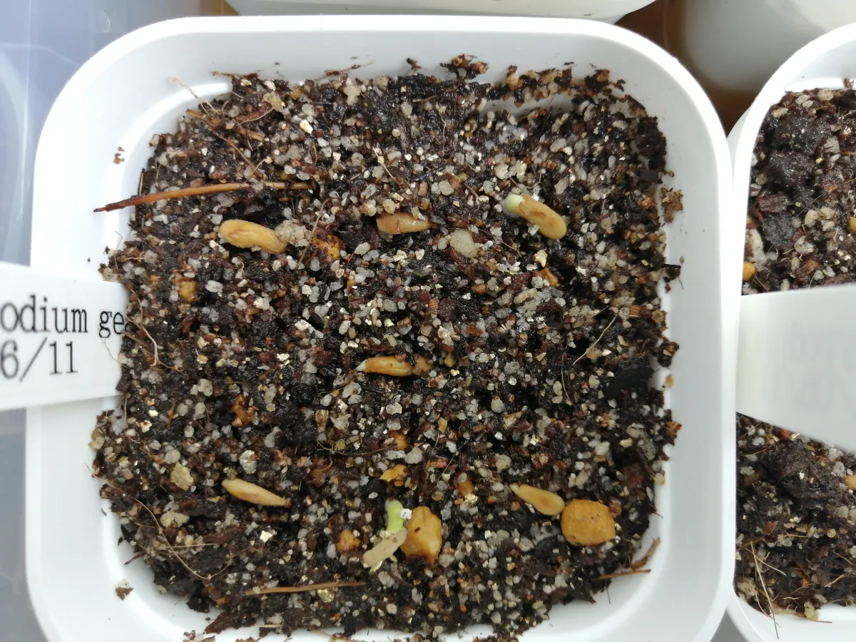 Pachypodium geayi (パキポディウム ゲアイー)