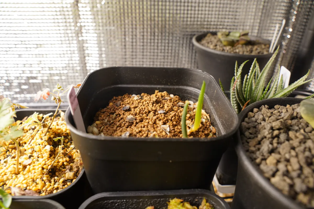 Aloidendron barberae (アロエ バルベラエ)