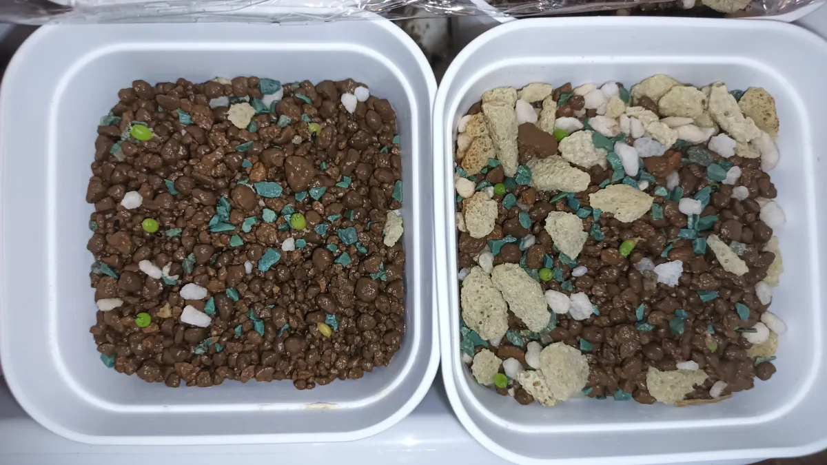 Ferocactus latispinus (フェロカクタス ラティスピナス 日の出丸)