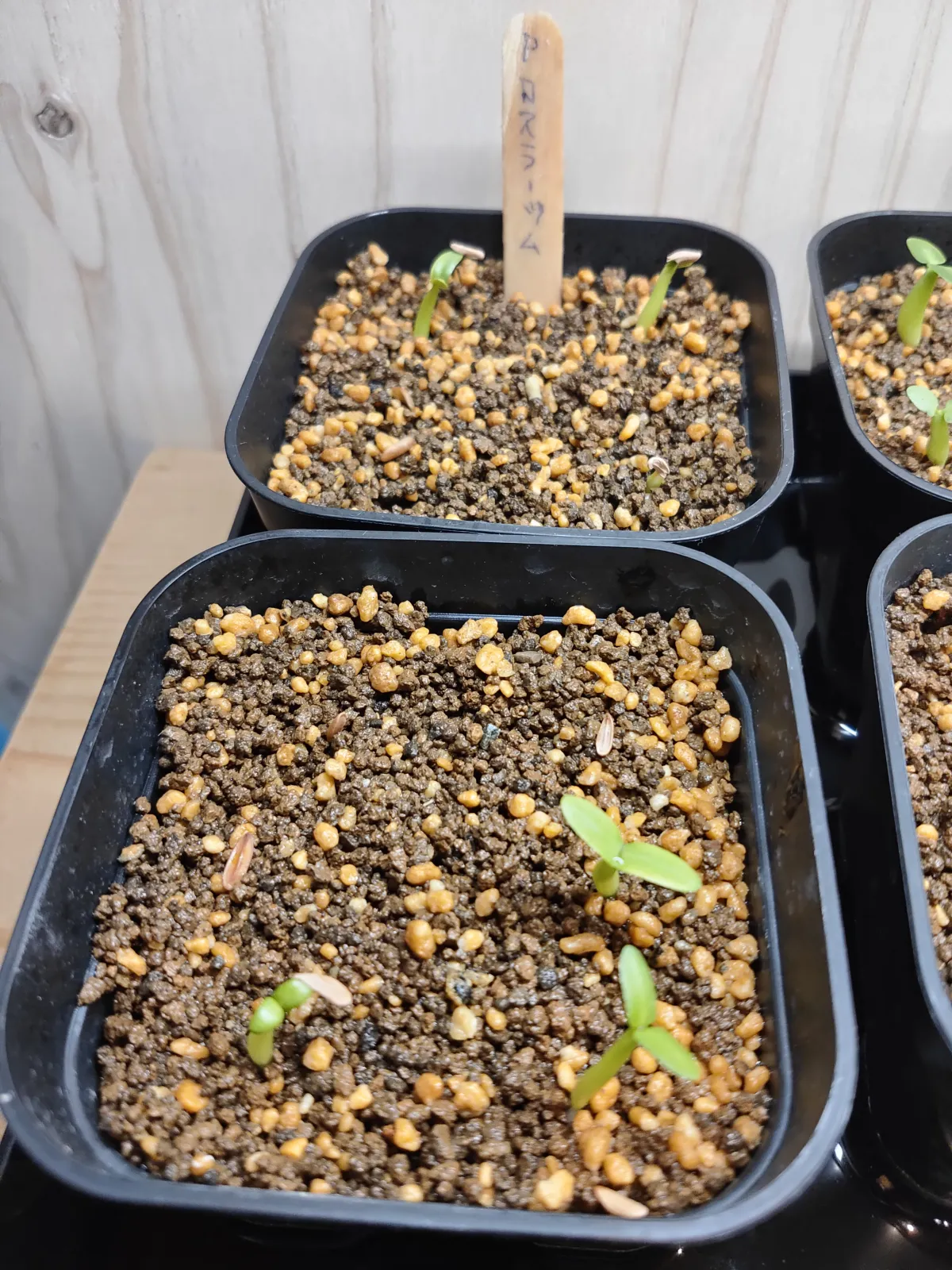 Pachypodium rosulatum (パキポディウム ロスラーツム)