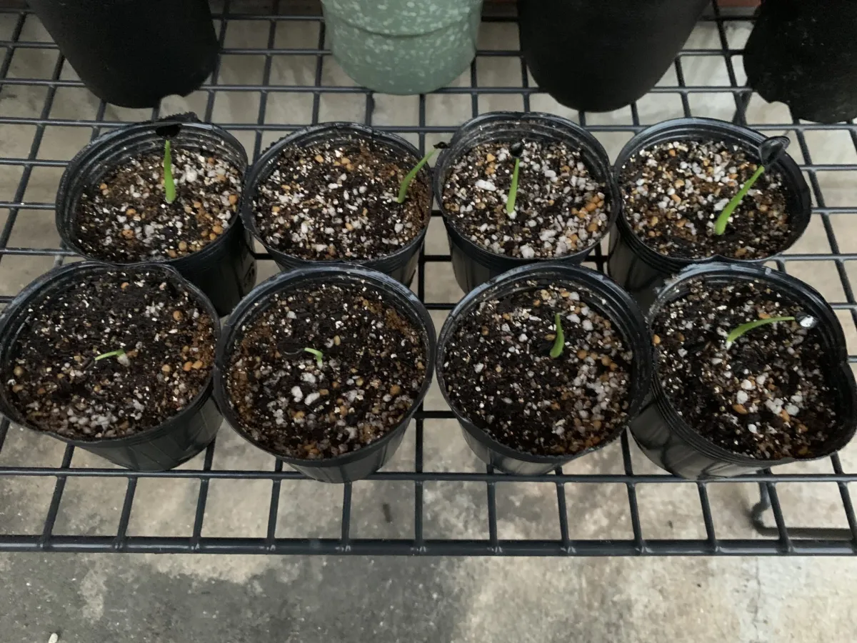 Agave vizcainoensis (アガベ ビスカイノエンシス)