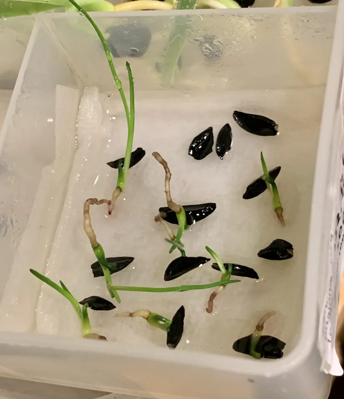 Xanthorrhoea brunonis subsp. brunonis (ザントロエア ブルーノニス)