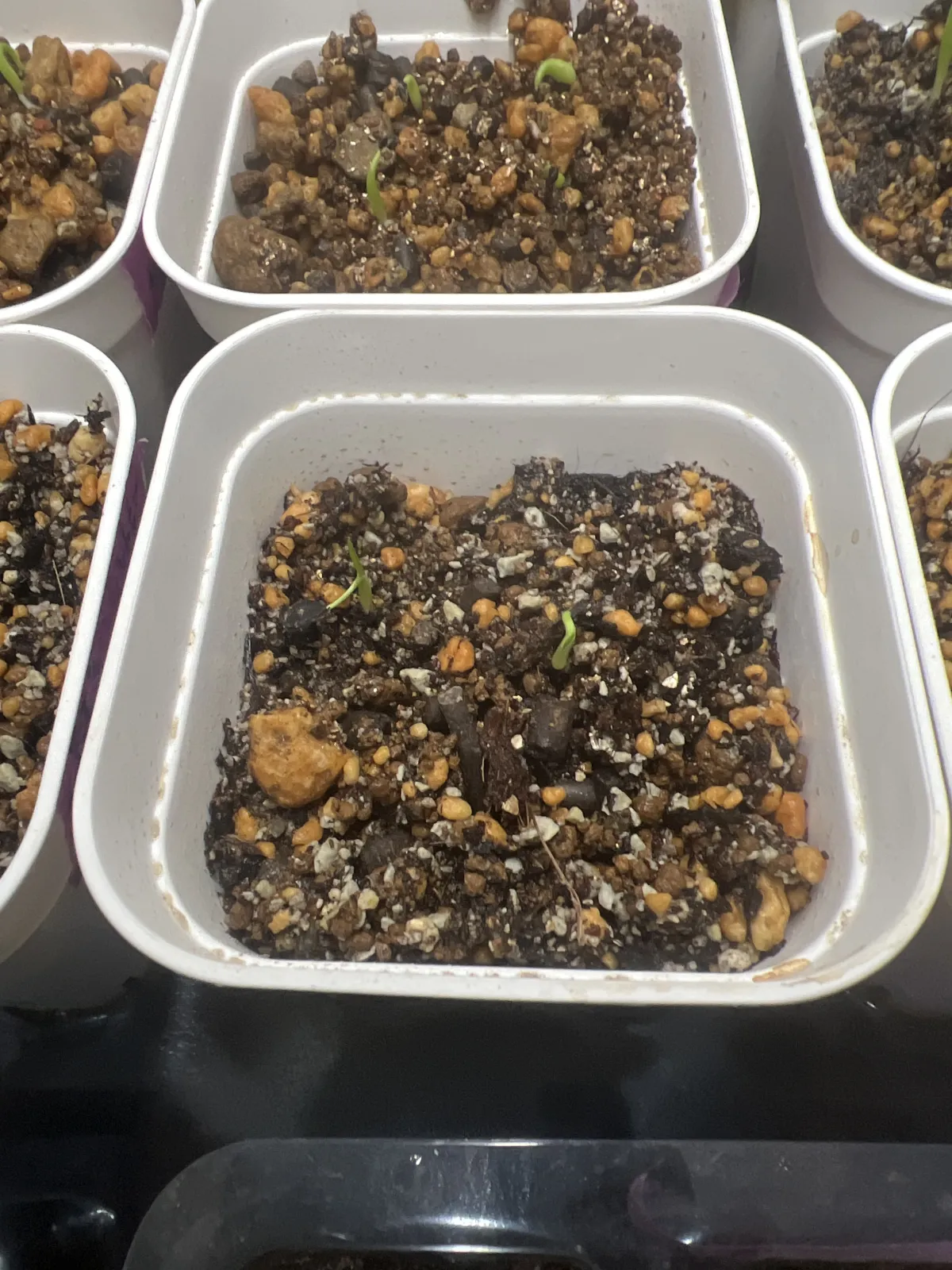 Yucca rostrata (ユッカ ロストラータ)