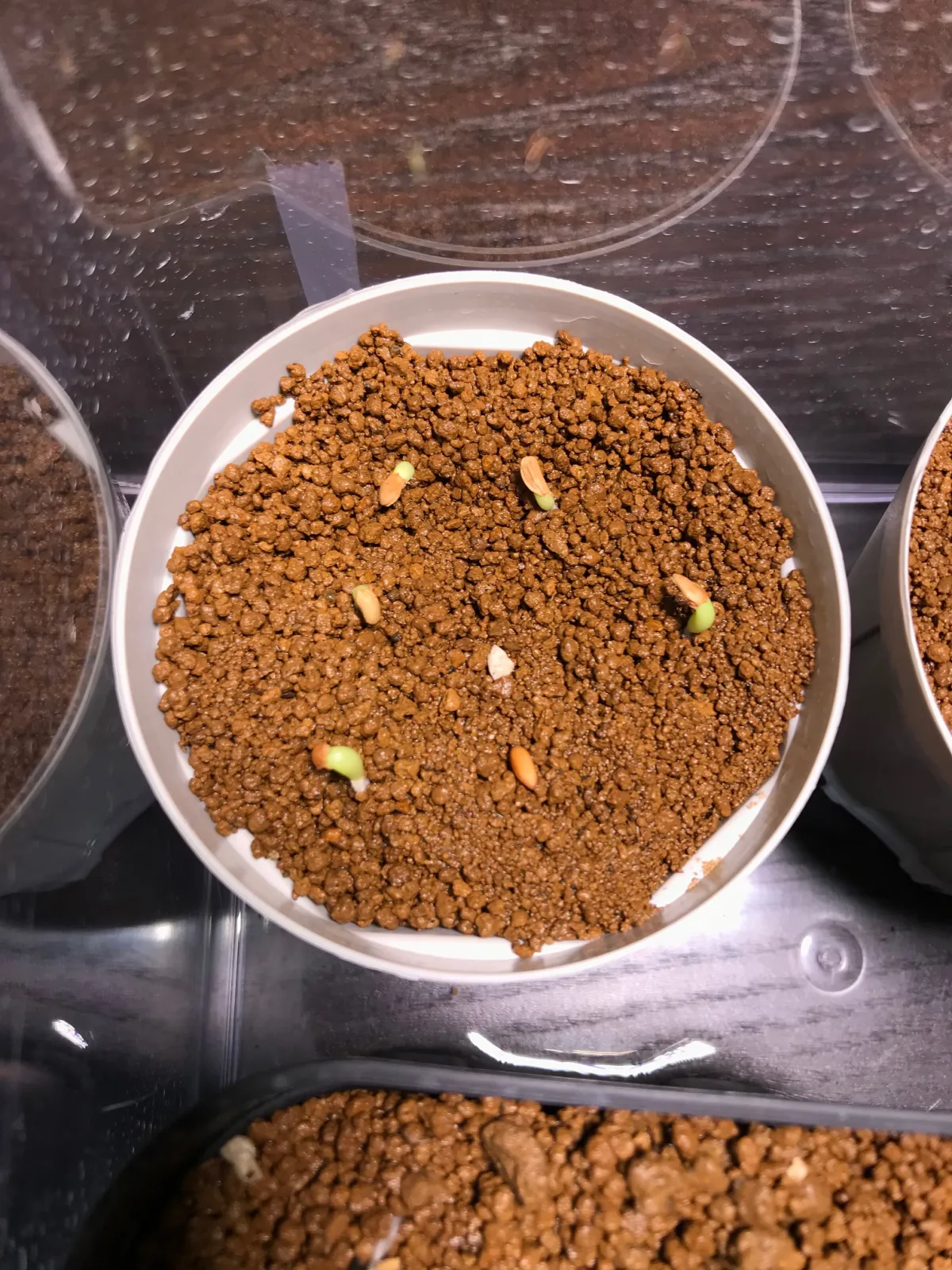 Pachypodium enigmaticum (パキポディウム エニグマチカム)