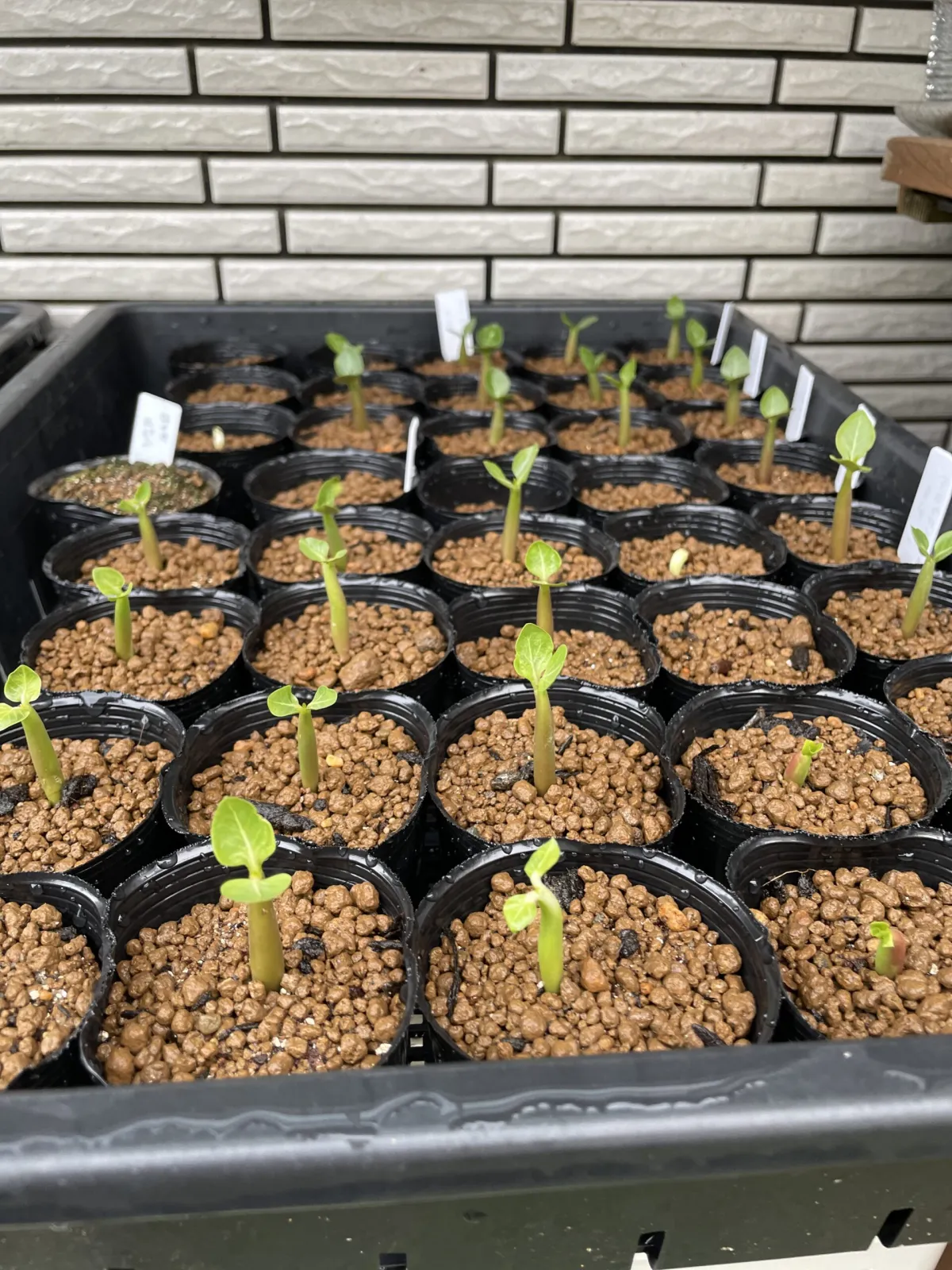 Adenium arabicum Black Giant (アデニウム アラビカム ブラックジャイアント)