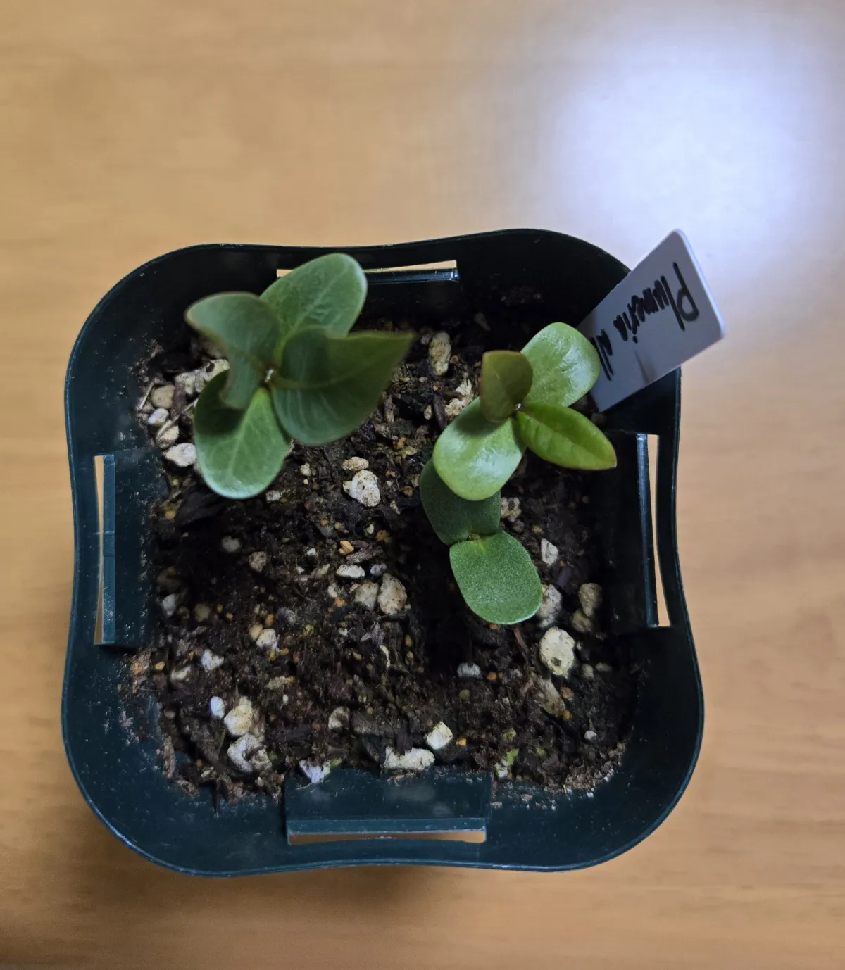 Plumeria alba (プルメリア アルバ)