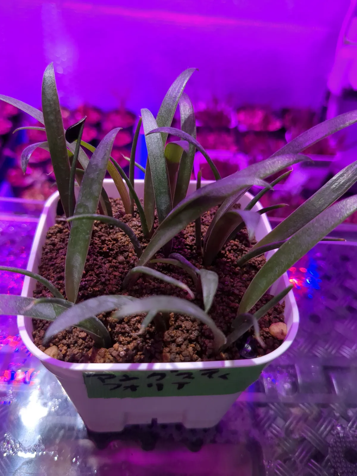 Agave angustifolia (アガベ アンガスティフォリア)