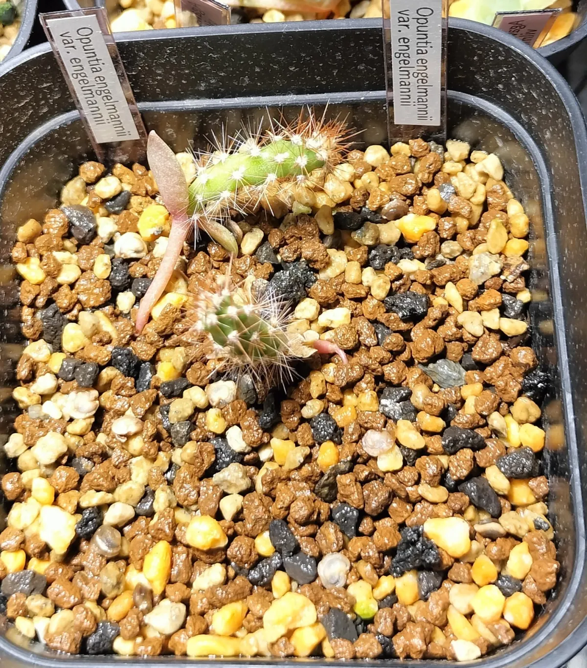 Opuntia engelmannii var. engelmannii (オプンティア エンゲルマニー)