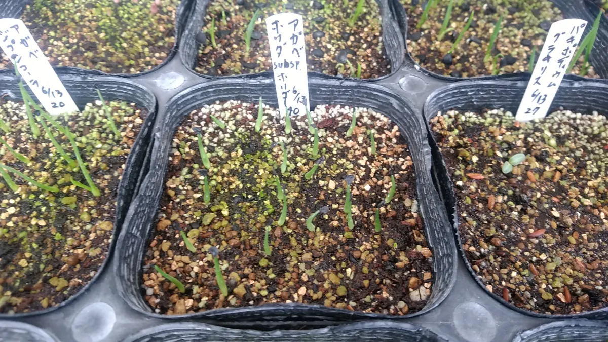 Agave horrida ssp. horrida (アガベ ホリダ)