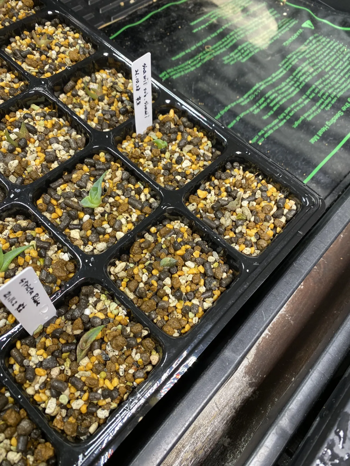 Agave shawii subsp. shawii (アガベ シャウィ)