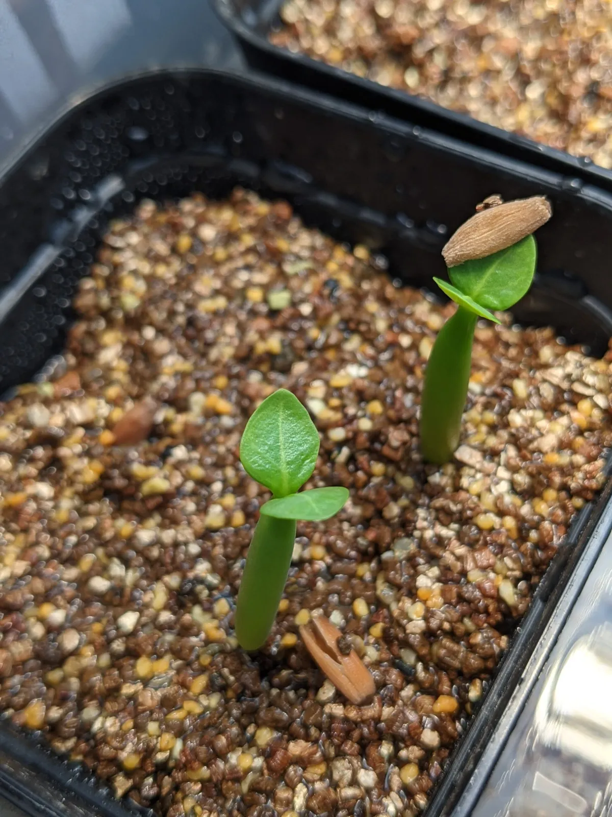 Adenium arabicum (アデニウム アラビカム イエメン)