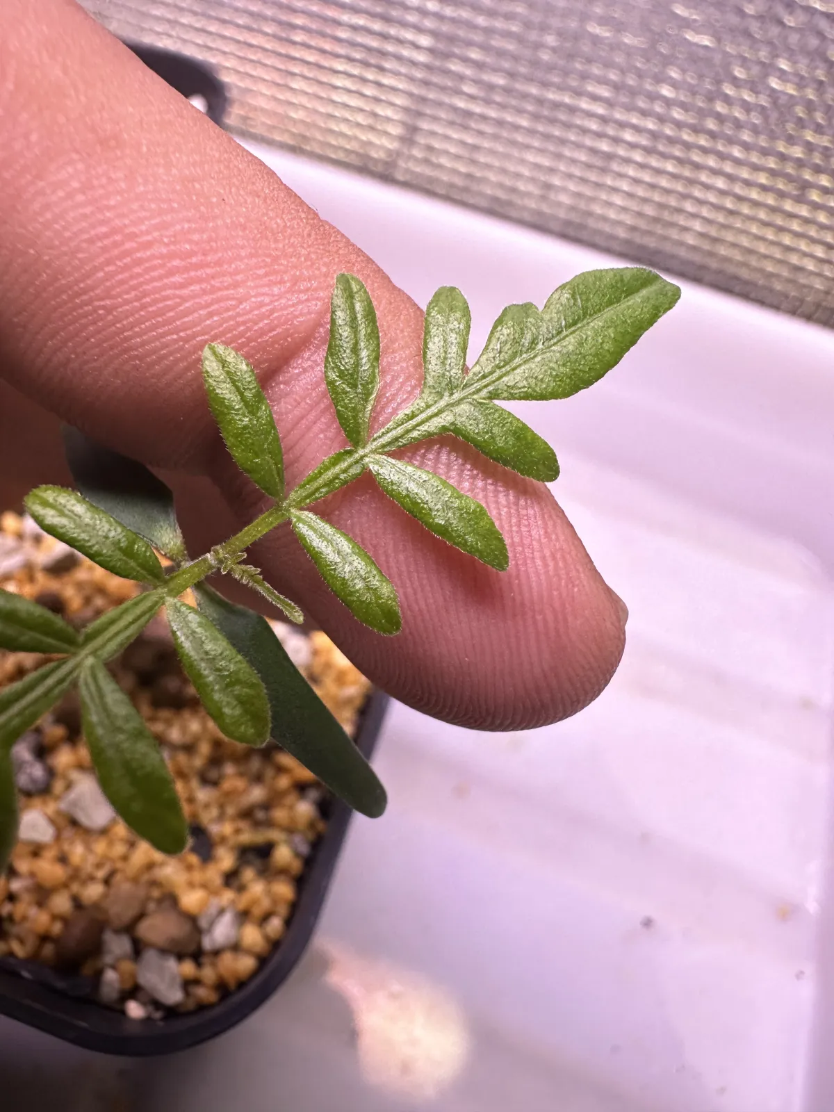 Opuntia hirsutissima (オペルクリカリア ヒルスティッシマ)