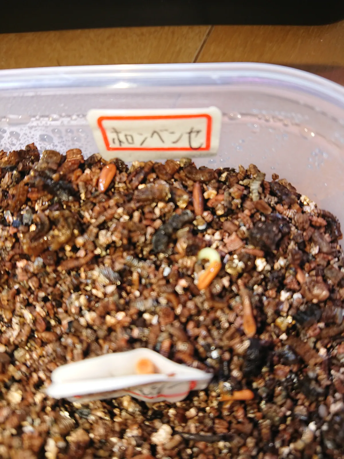 Pachypodium horombense (パキポディウム ホロンベンセ)