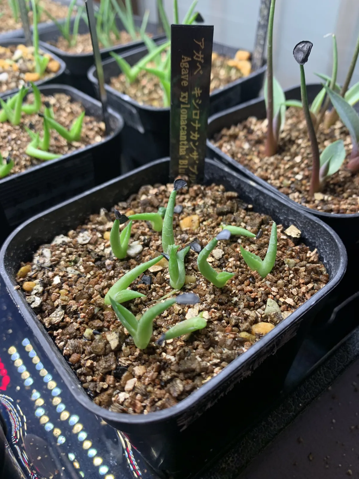 Agave xylonacantha (アガベ キシロナカンサブルー)