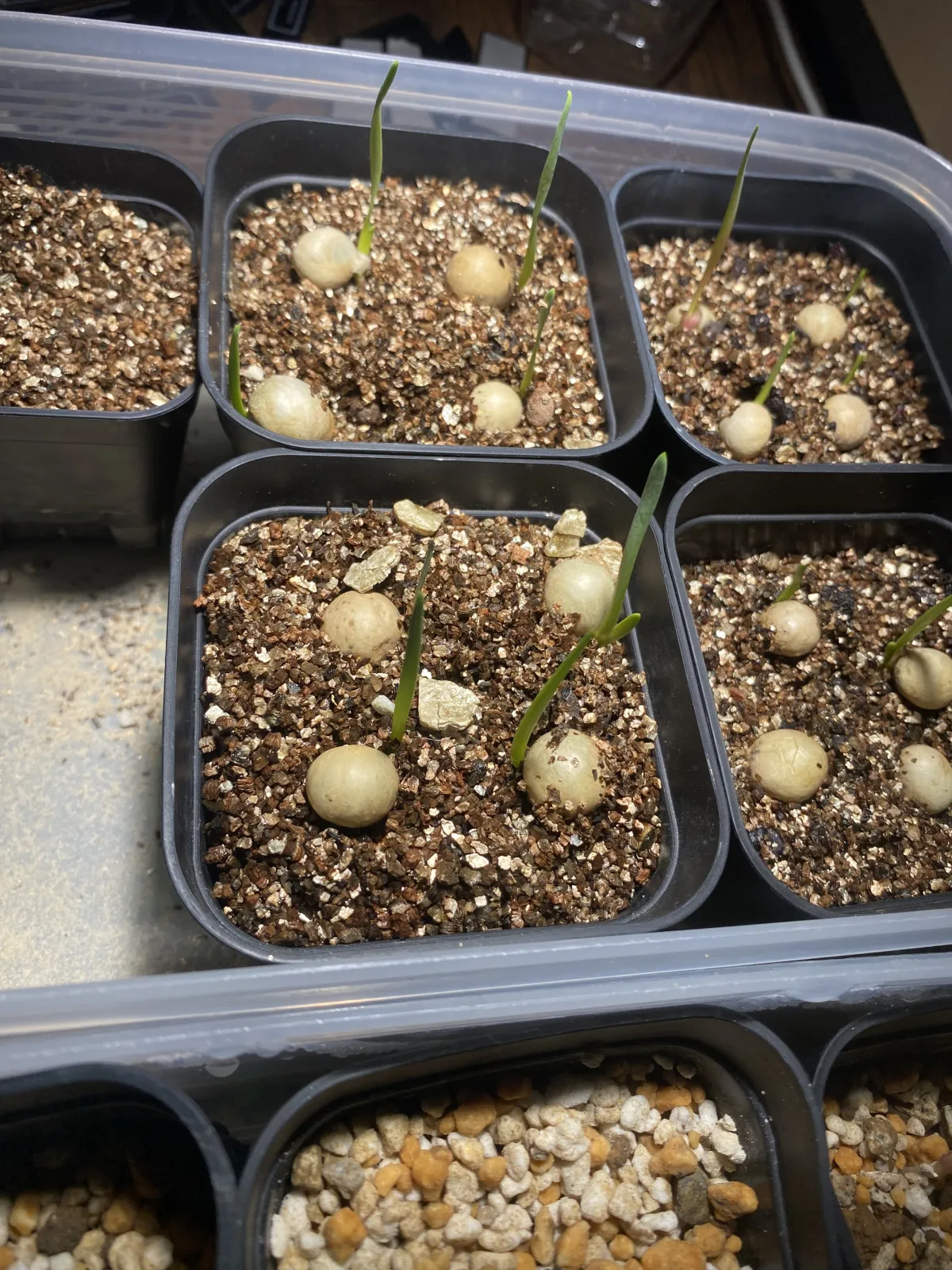 Boophone disticha (ブーファン ディスティカ)