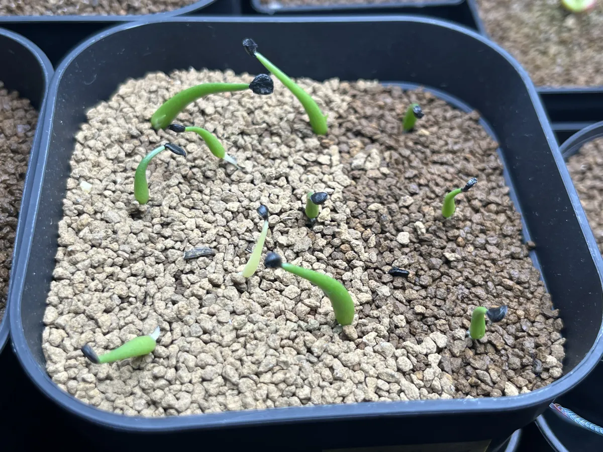 Agave utahensis var. nevadensis (アガベ ユタエンシス ネヴァデンシス)