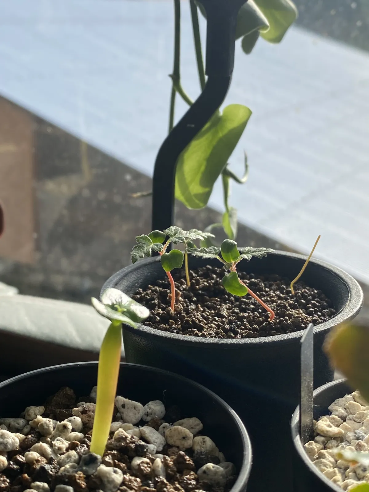 Pachycormus discolor (パキコルムス ディスカラー)