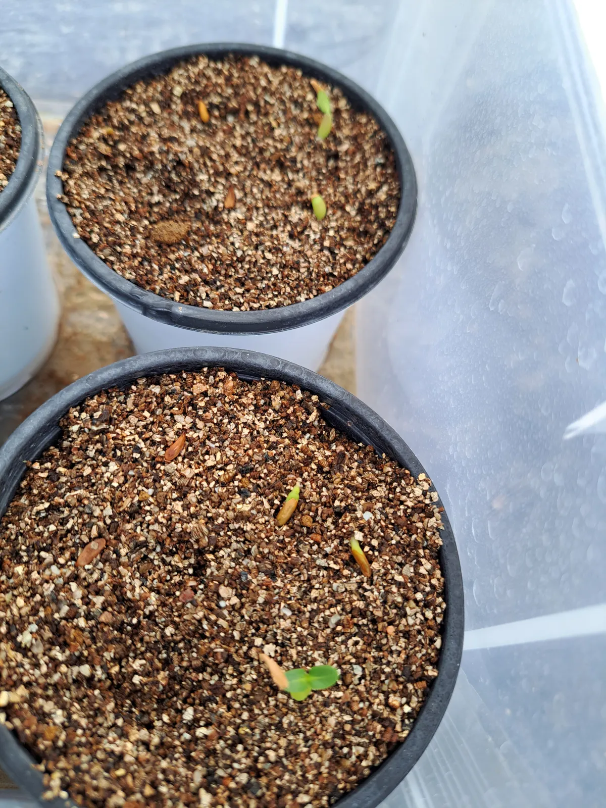 Pachypodium rosulatum var. eburneum (パキポディウム エブレネウム)