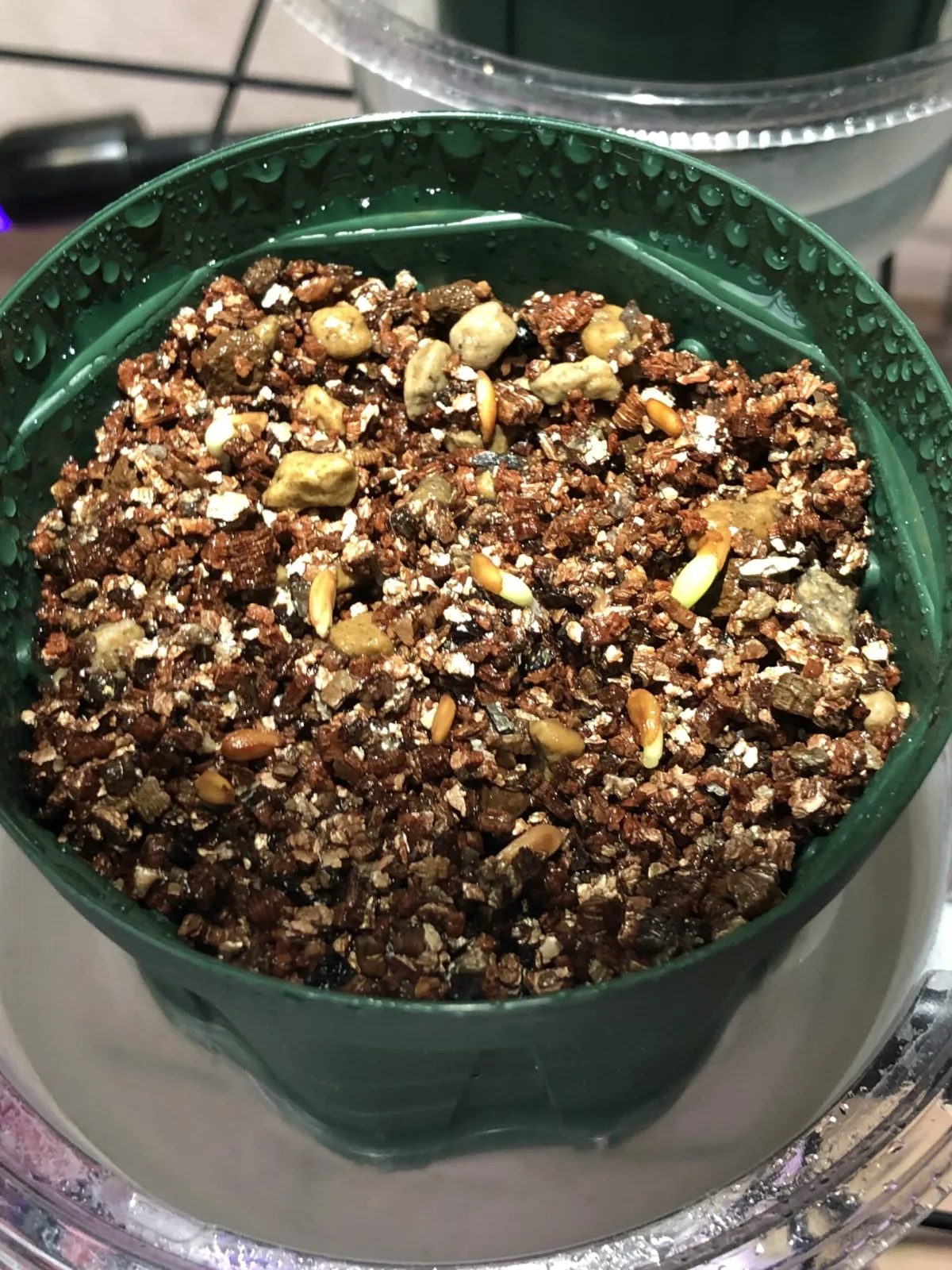 Pachypodium densiflorum var. brevicalyx (パキポディウム ブレビカリックス)