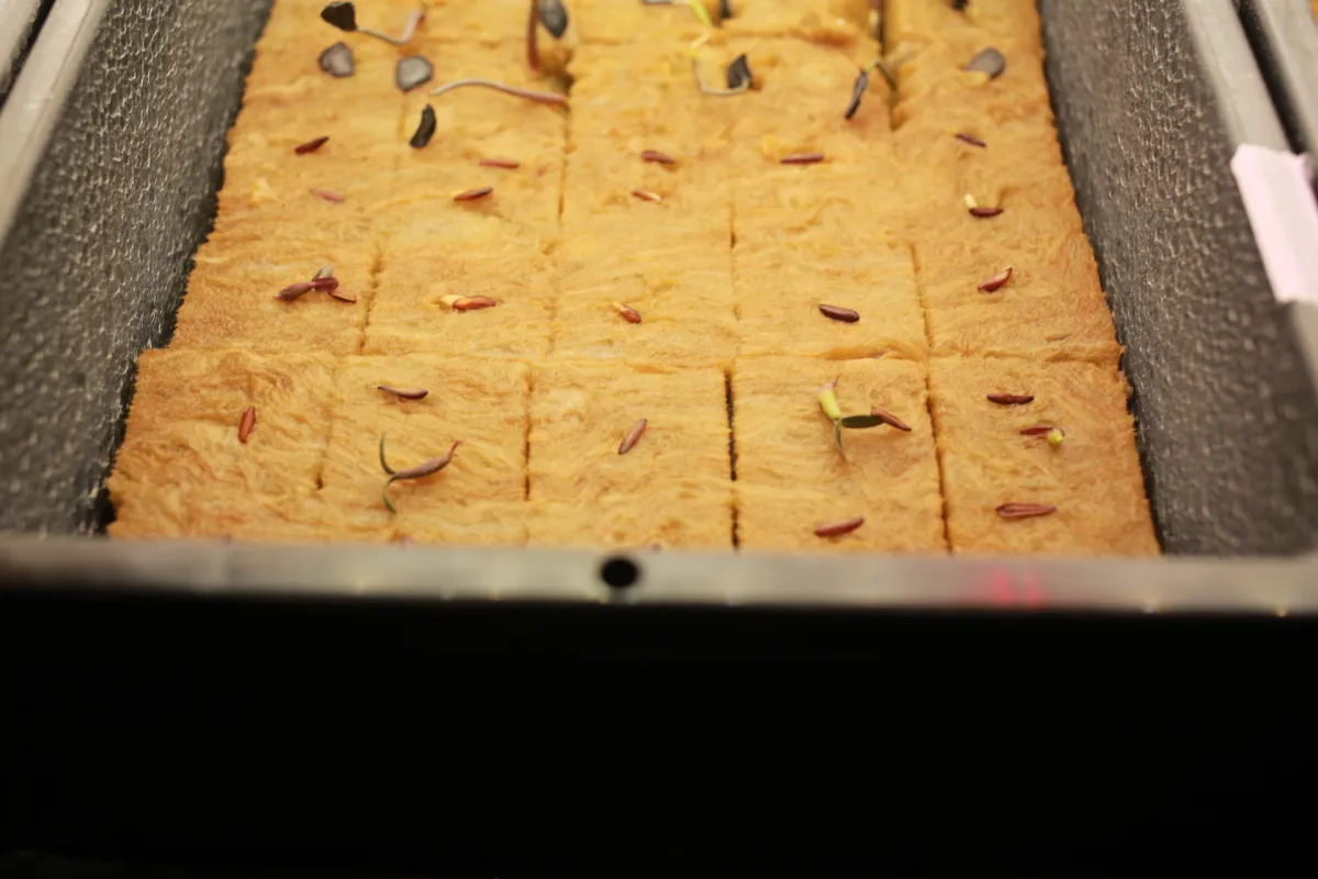 Pachypodium rosulatum var. gracilius (パキポディウム グラキリス)