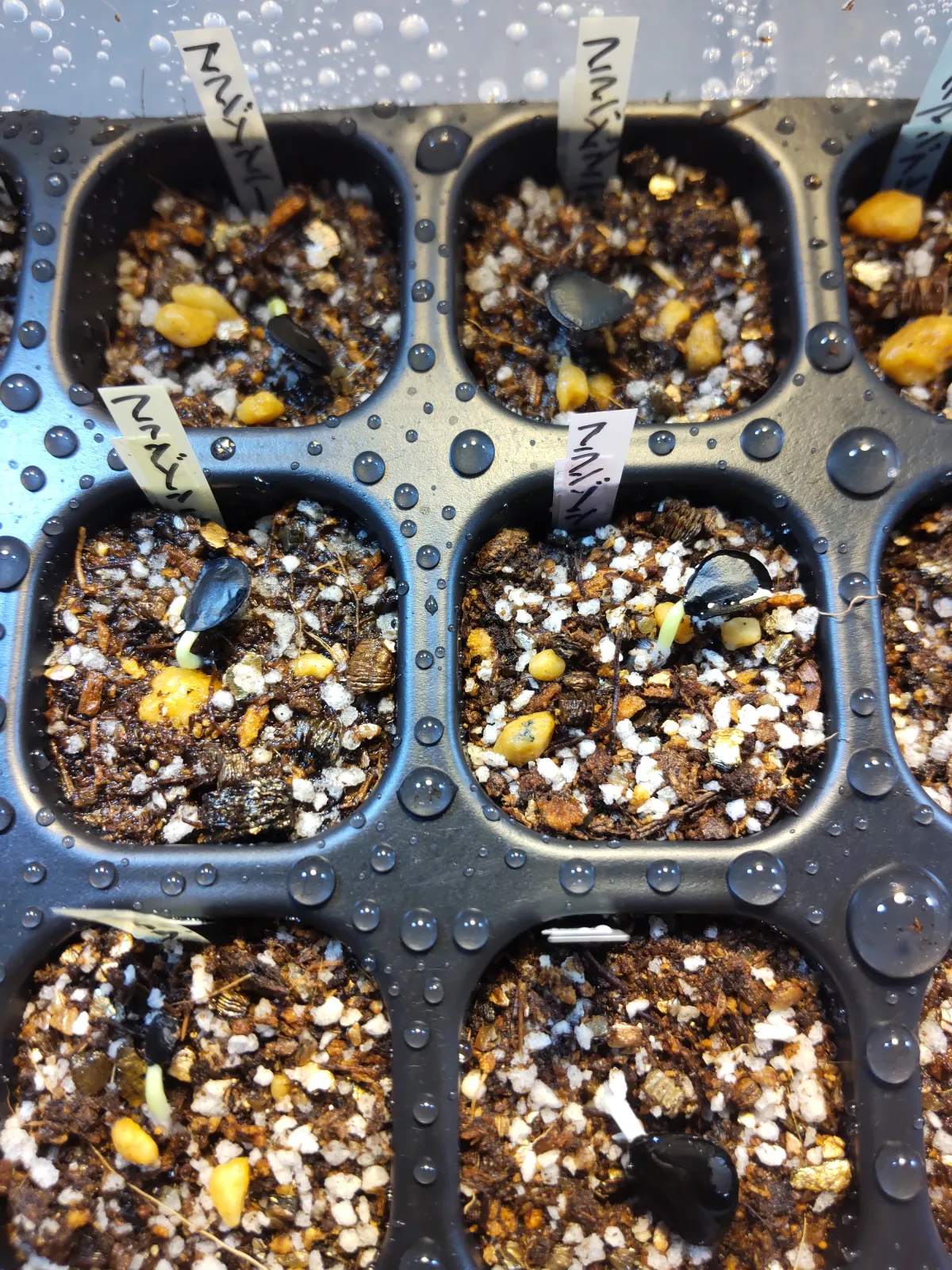 Agave americana var. franzosinii (アガベ フランゾシニー)