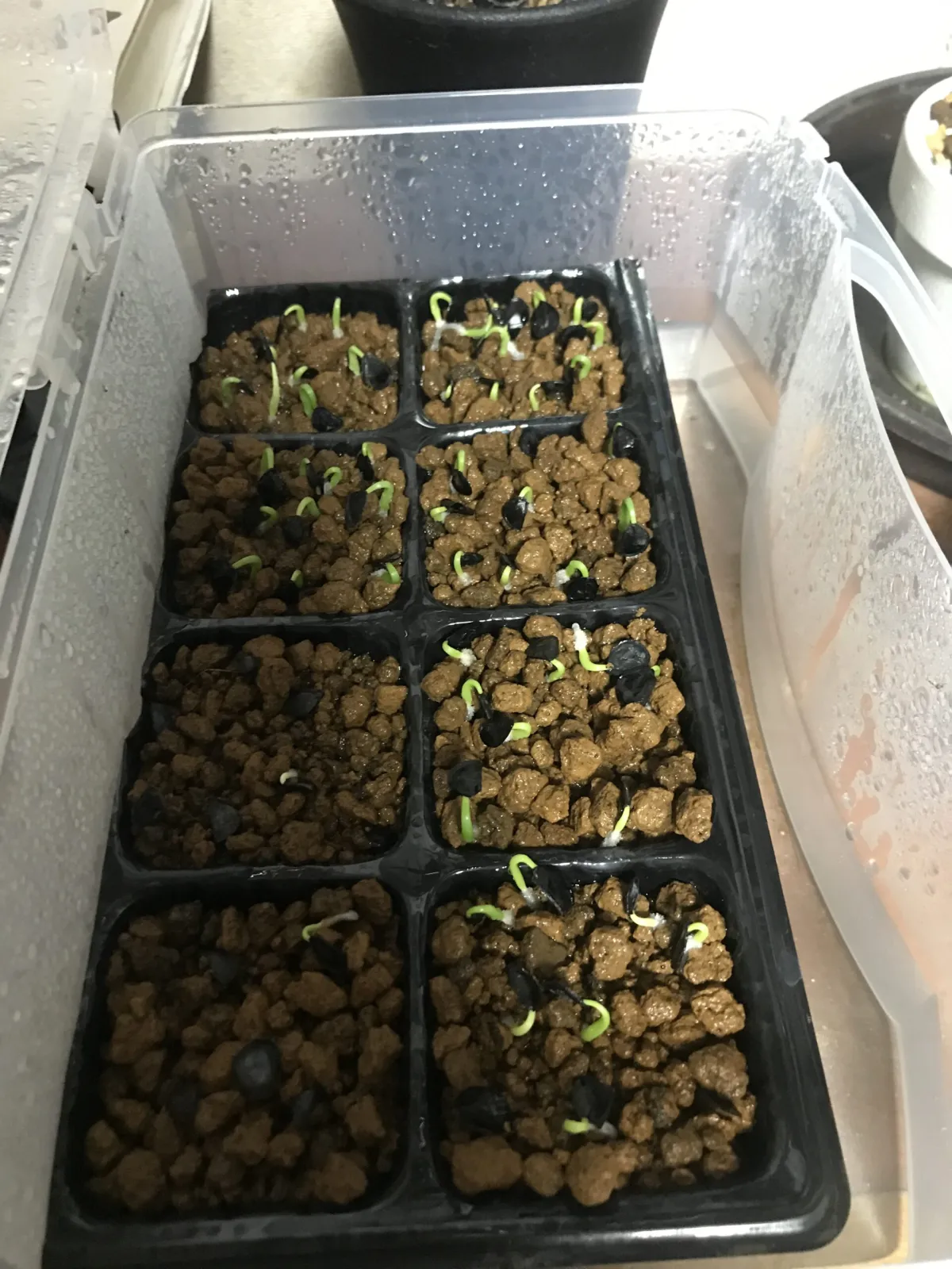 Agave salmiana var. ferox (アガベ フェロックス)