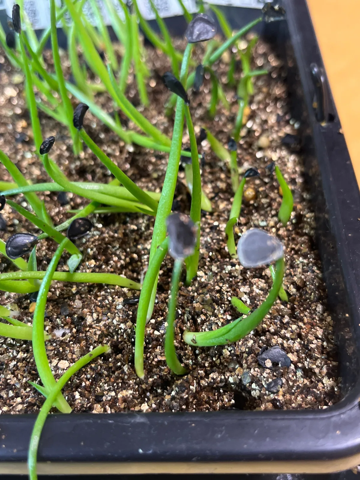 Agave parryi subsp. parryi (アガベ パリー)