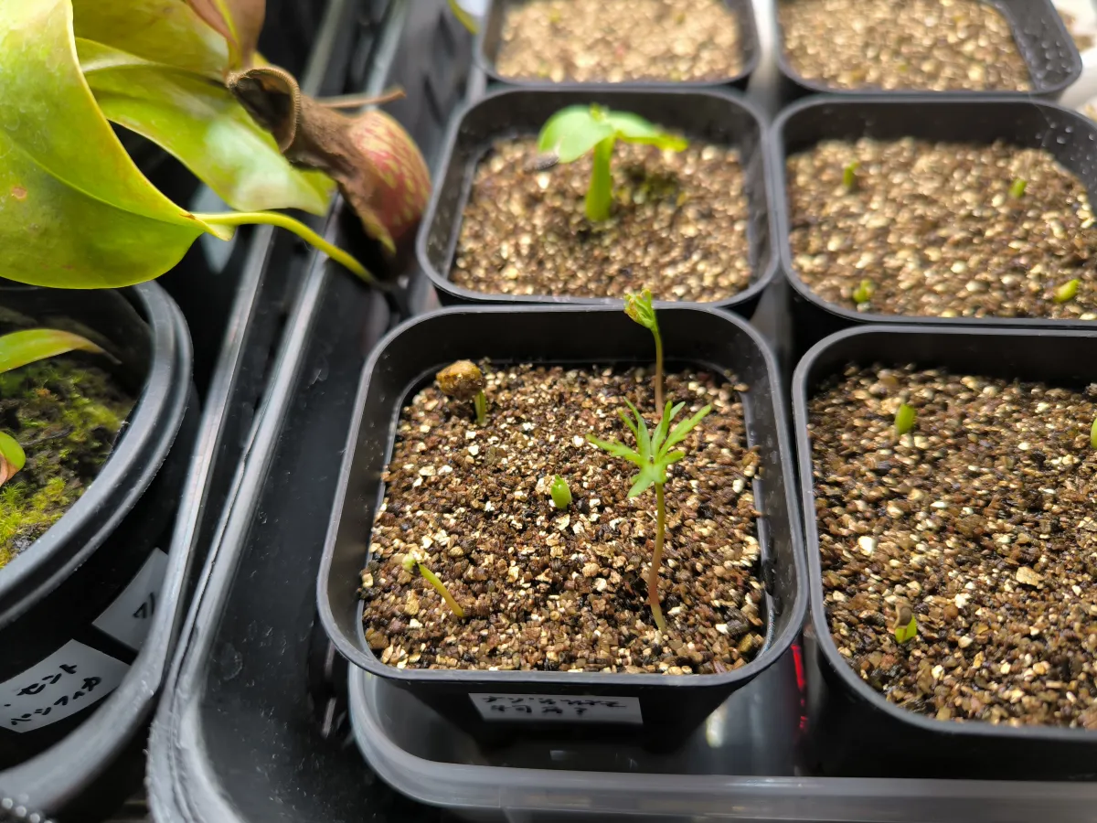 Bursera fagaroides (ブルセラ ファガロイデス)