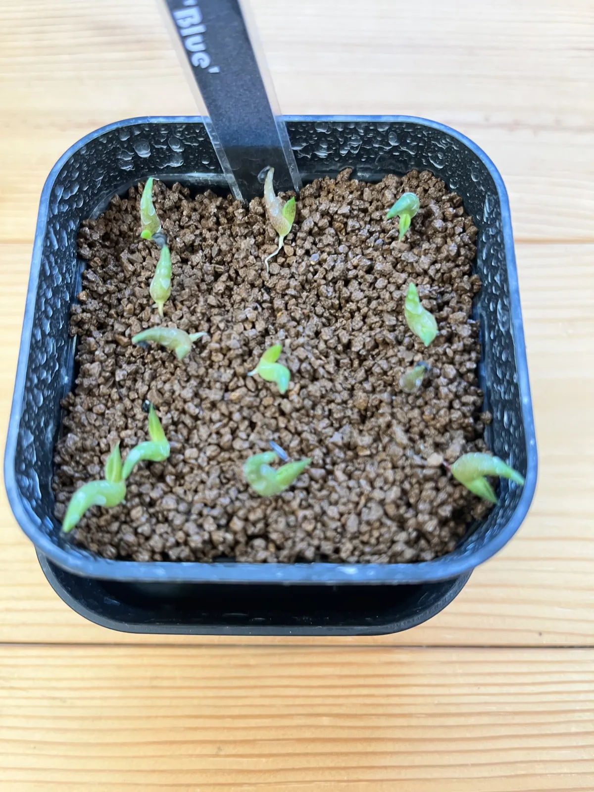 Agave titanota 'Blue' (アガベ チタノタブルー)