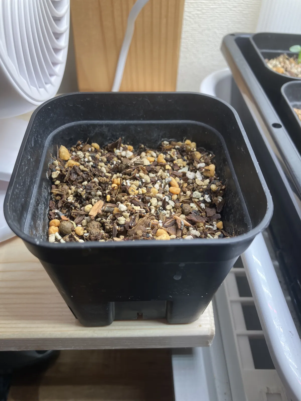 Agave titanota (アガベ チタノタ ドワーフ)