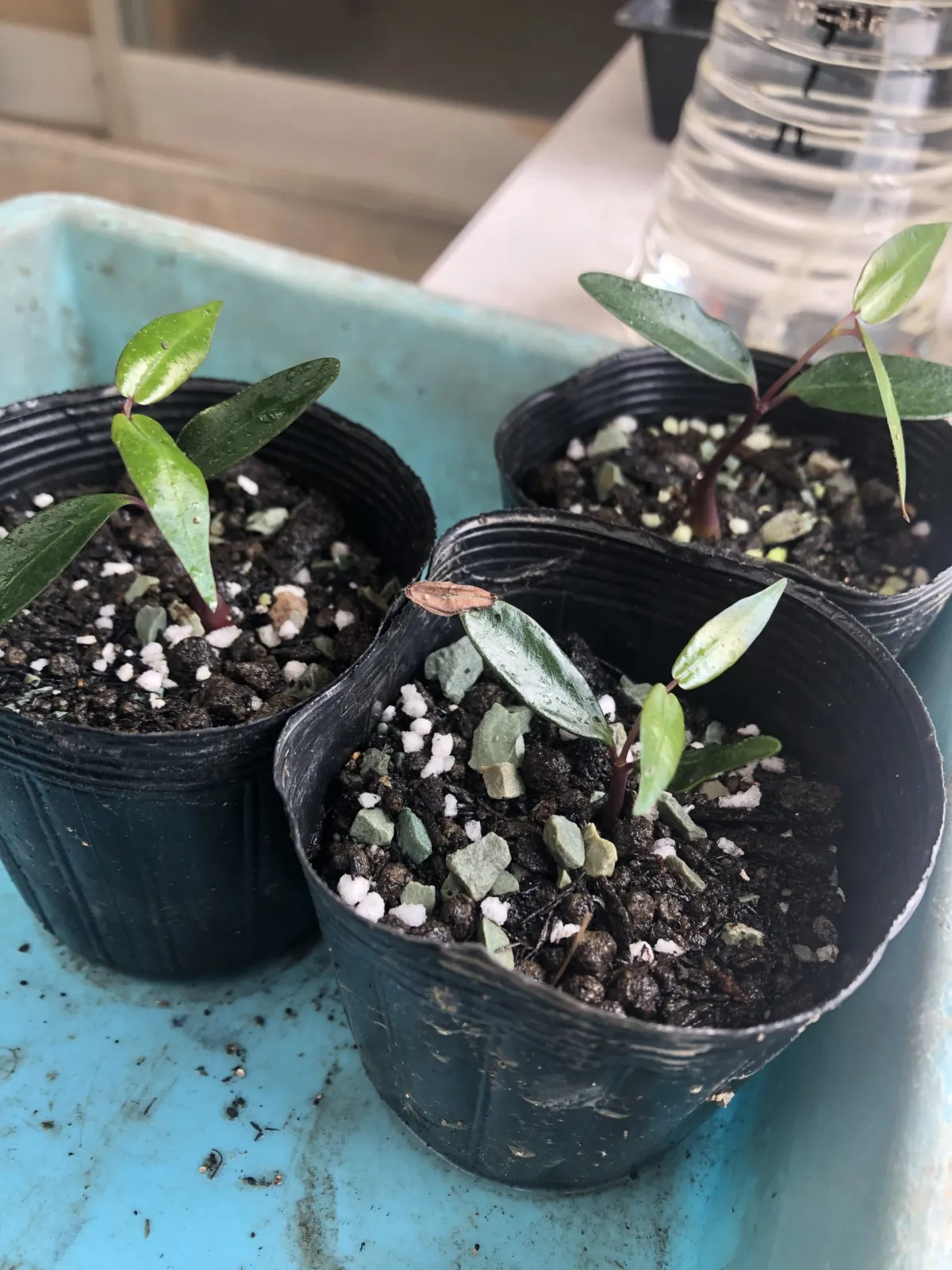 Petopentia natalensis (ペトペンチア ナタレンシス)