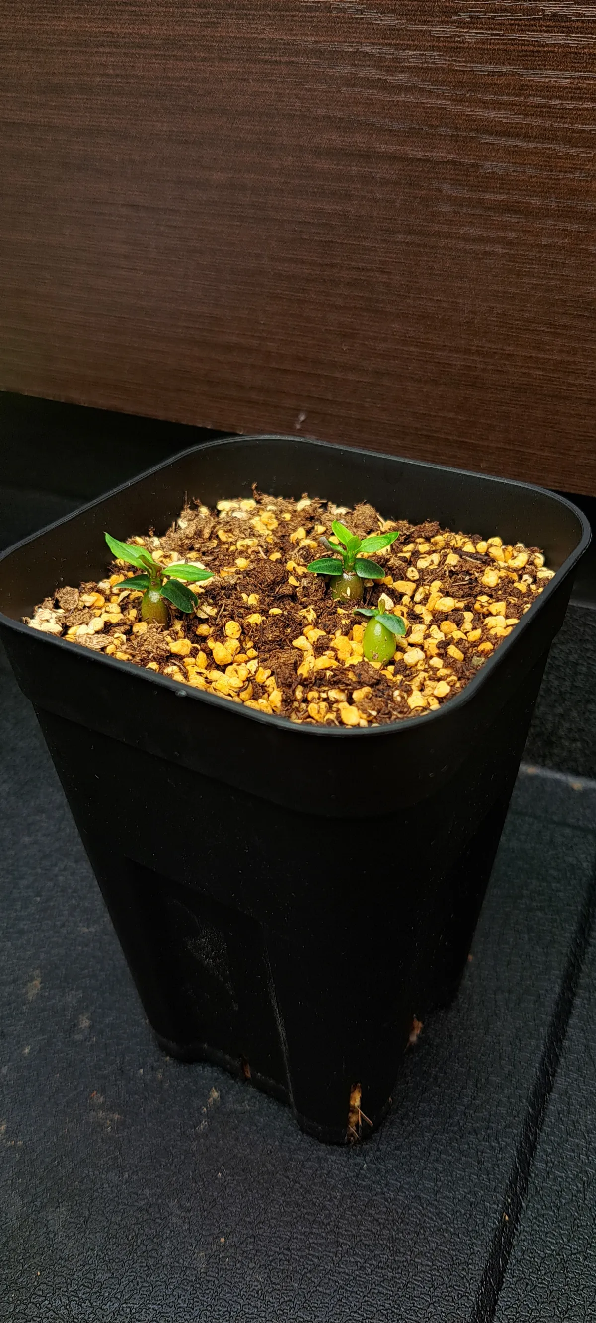 Pachypodium bispinosum (パキポディウム ビスピノーサム)