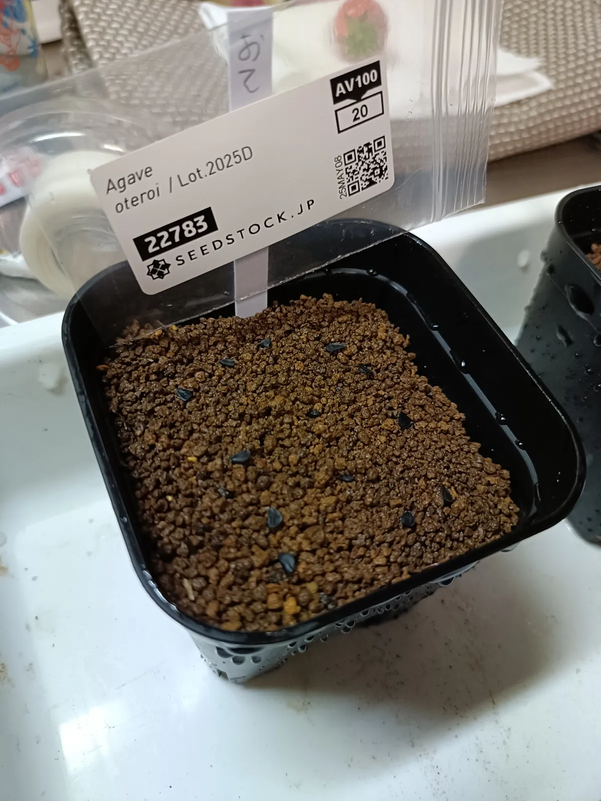 Agave oteroi (アガベ オテロイ)