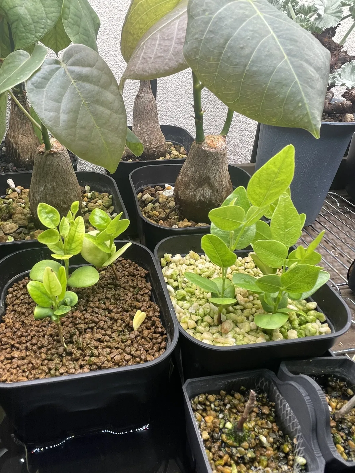 Bolusanthus speciosus (ボルサンサス スペシオサス)