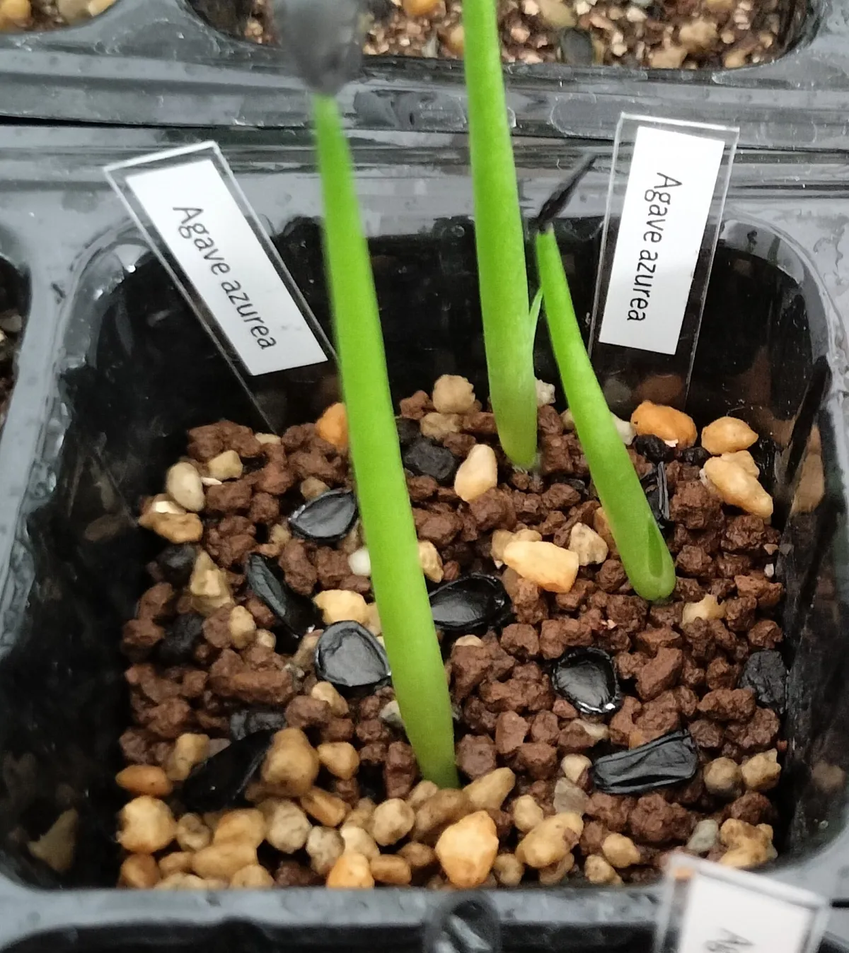 Agave azurea (アガベ アズレア)